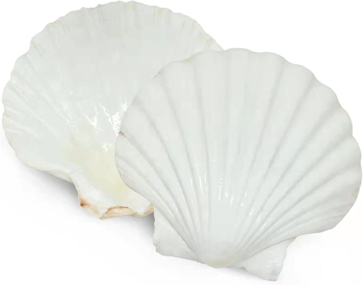 30 pcs 2-3 inch Natural Scallop Shells White Sea Shells from Sea Beach for DIY Craft Home Décor