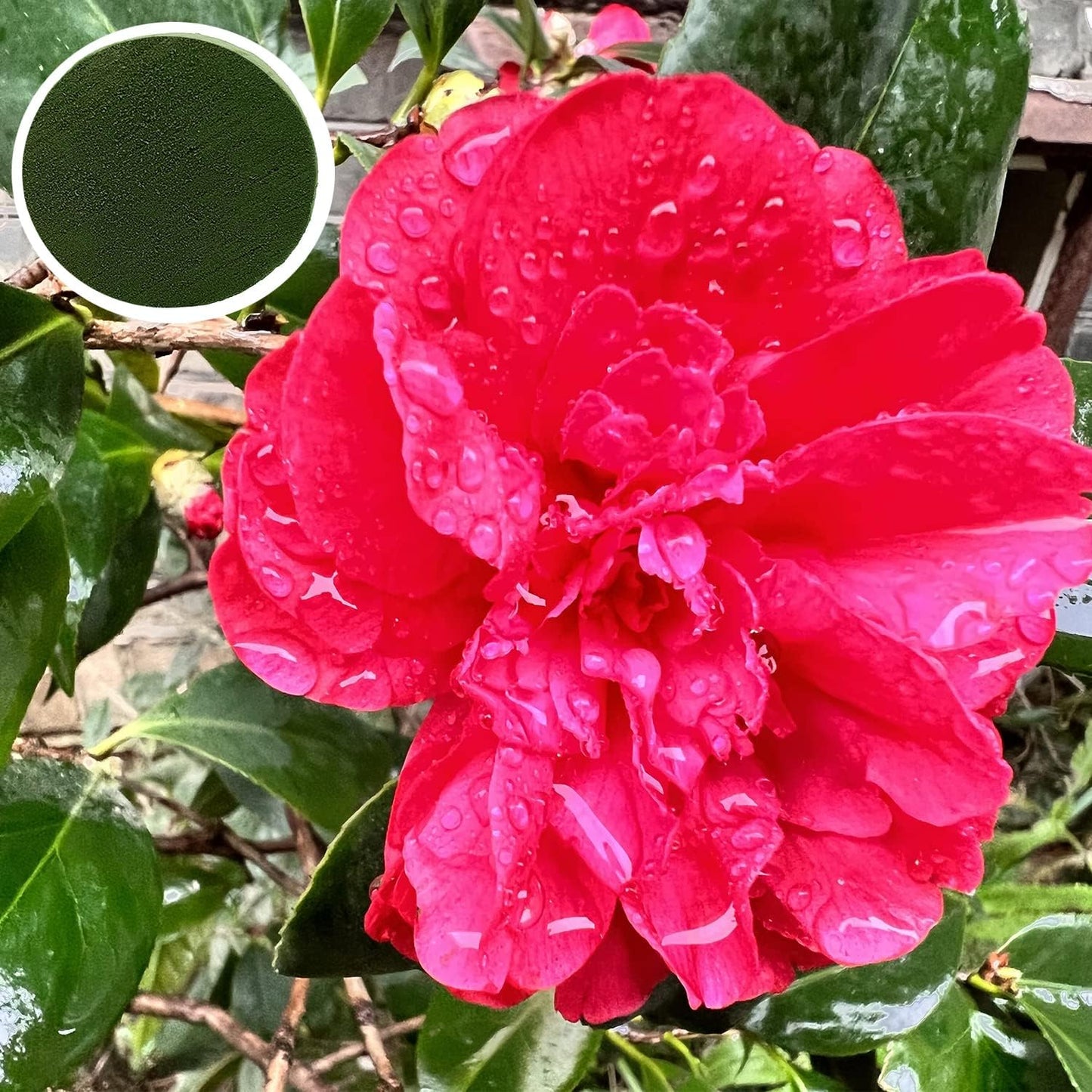 5 Pcs Floral Foam, MYYZMY 4.7 Inch Dry Wet Floral Foam Bricks Round for Artificial Flowers