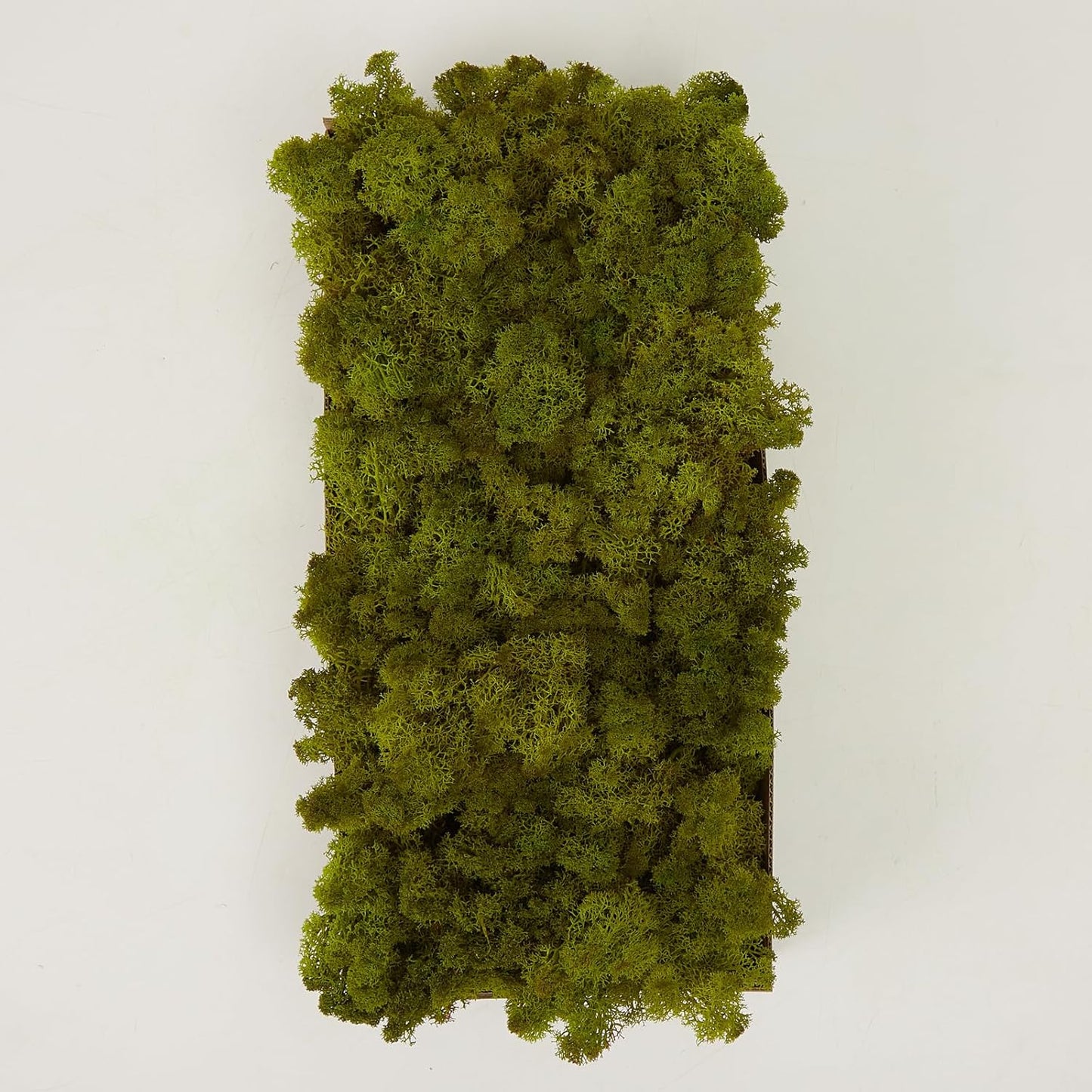 Preserved Reindeer Moss Natural Green DIY Kit Gardenning Art Wall Decor Florist Decor Easter Table Decor Wedding
