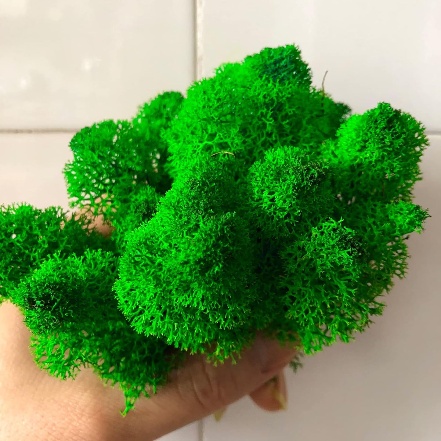 Preserved Reindeer Moss Natural Green DIY Kit Gardenning Art Wall Decor Florist Decor Easter Table Decor Wedding