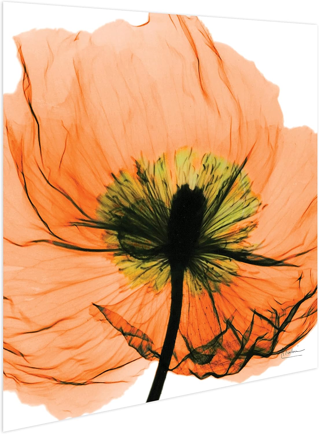 Empire Art Direct Frameless Free Floating Tempered Glass Panel Graphic Wall Art Ready to Hang, 24" x 24", Poppy Orange Flower