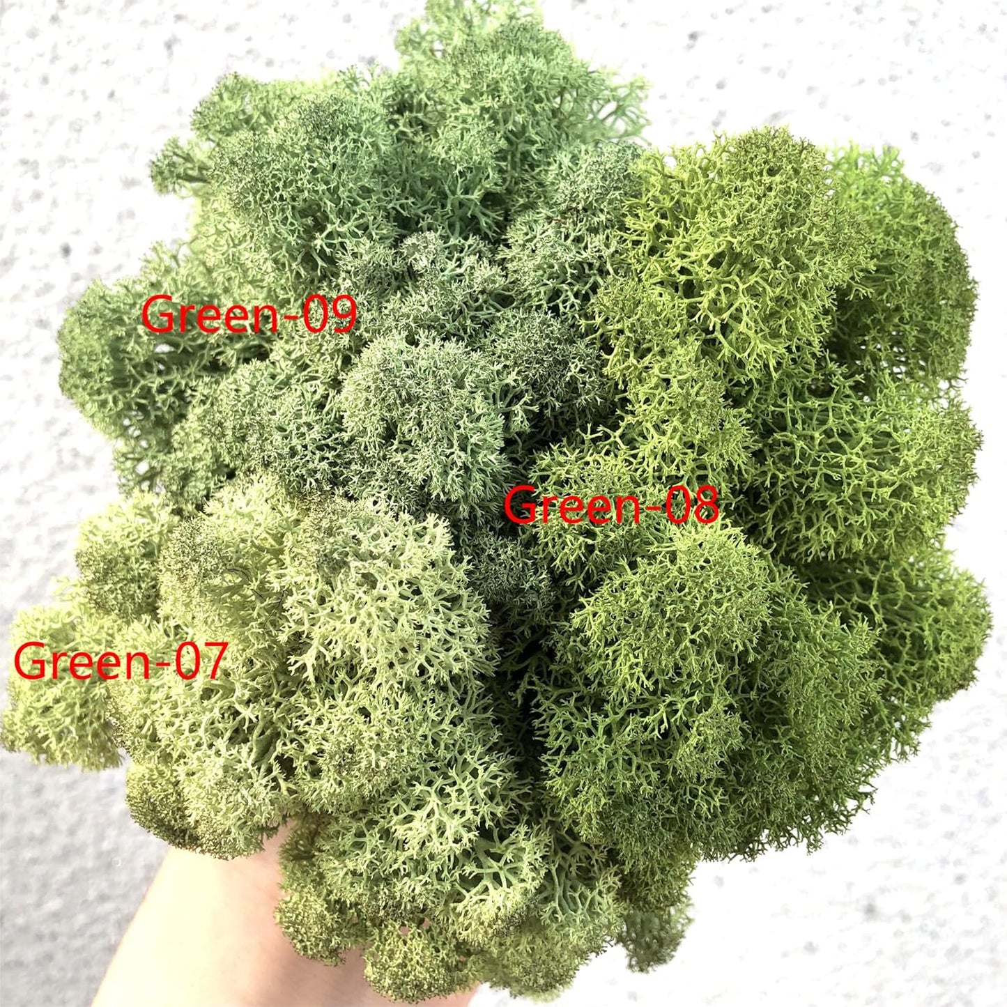 Preserved Reindeer Moss Natural Green DIY Kit Gardenning Art Wall Decor Florist Decor Easter Table Decor Wedding