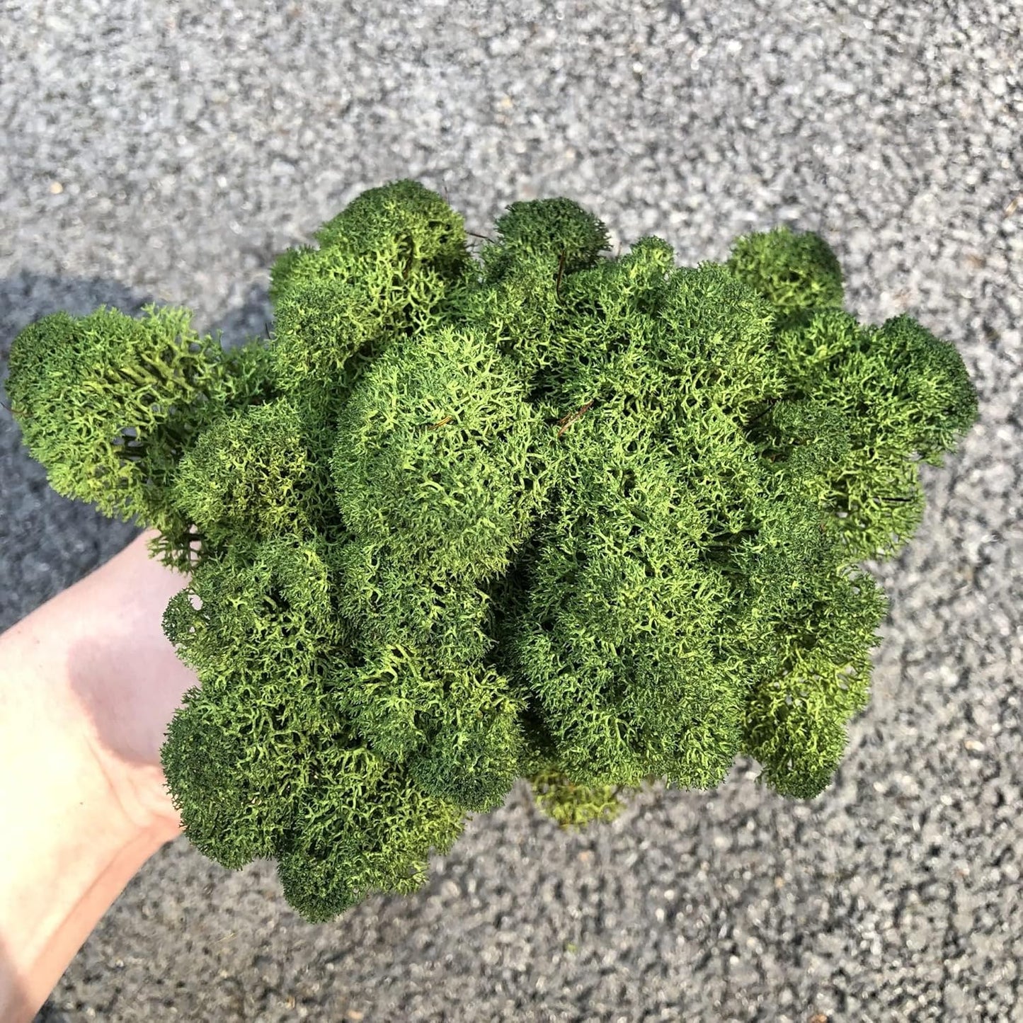 Preserved Reindeer Moss Natural Green DIY Kit Gardenning Art Wall Decor Florist Decor Easter Table Decor Wedding