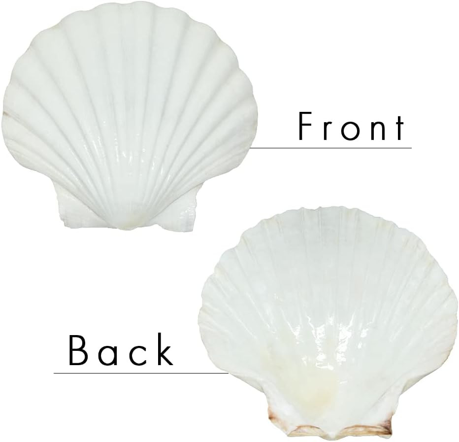 10 PCS 4-5 inch Large Scallop Shells Baking Sea Shells Large Natural White Scallop Shell From Sea Beach For DIY Craft Decor