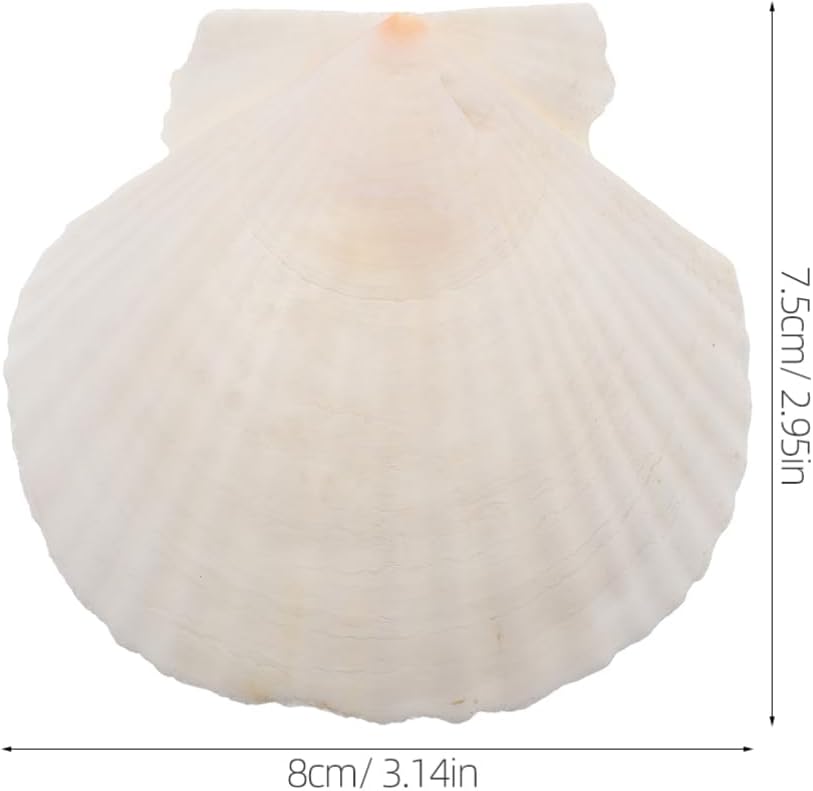 GLEAVI Scallop Shells for Crafts: 21pcs Natural Scallop Shells Bulk 3.14 Inch Sea Shell Decoration for Ocean Themed Parties and Home Decor