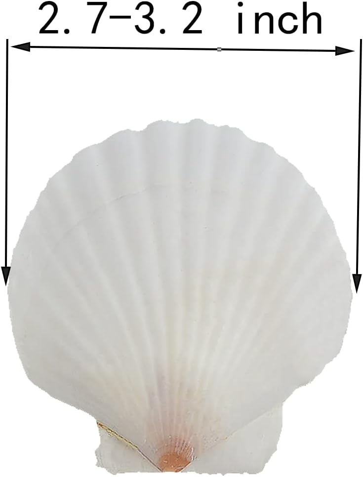 21Pcs Natural Scallop Sea Shells,Ocean Beach Seashells Perfect for Home Decoration, Art Craft, Vase Filler Fish Tank,Lion's Paw Baking Shells,Baking Shells for Serving Food (2.7-3.2inch)