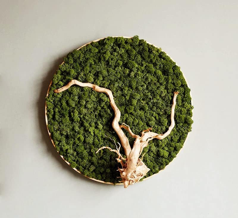 Preserved Reindeer Moss Natural Green DIY Kit Gardenning Art Wall Decor Florist Decor Easter Table Decor Wedding