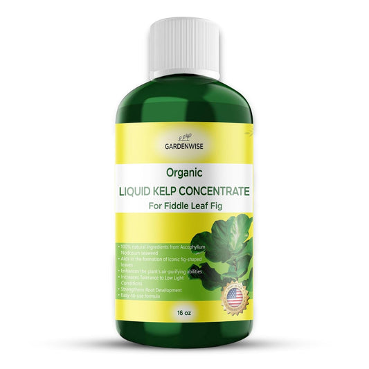 Fiddle Leaf Fig Plant Food – Liquid Seaweed Kelp Fertilizer for Plants – Made in USA (16 OZ)