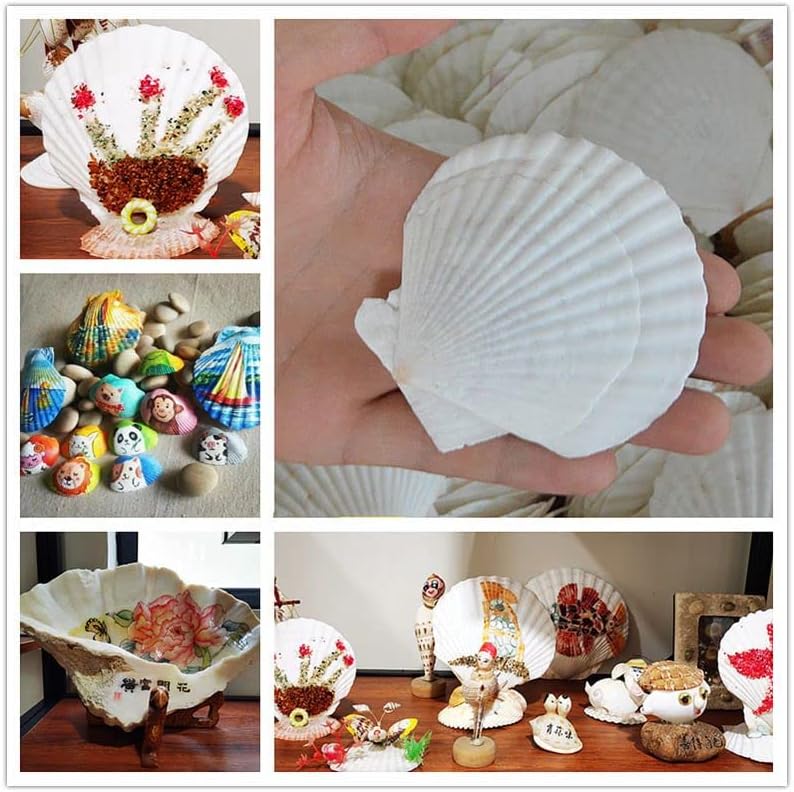 12 Pcs Sea Shells White Large Scallop Shells for Baking Cooking, Big Natural Clam Seashells for DIY Crafts Seashell Beach Decorating for Home Decor(3.5-4inch)