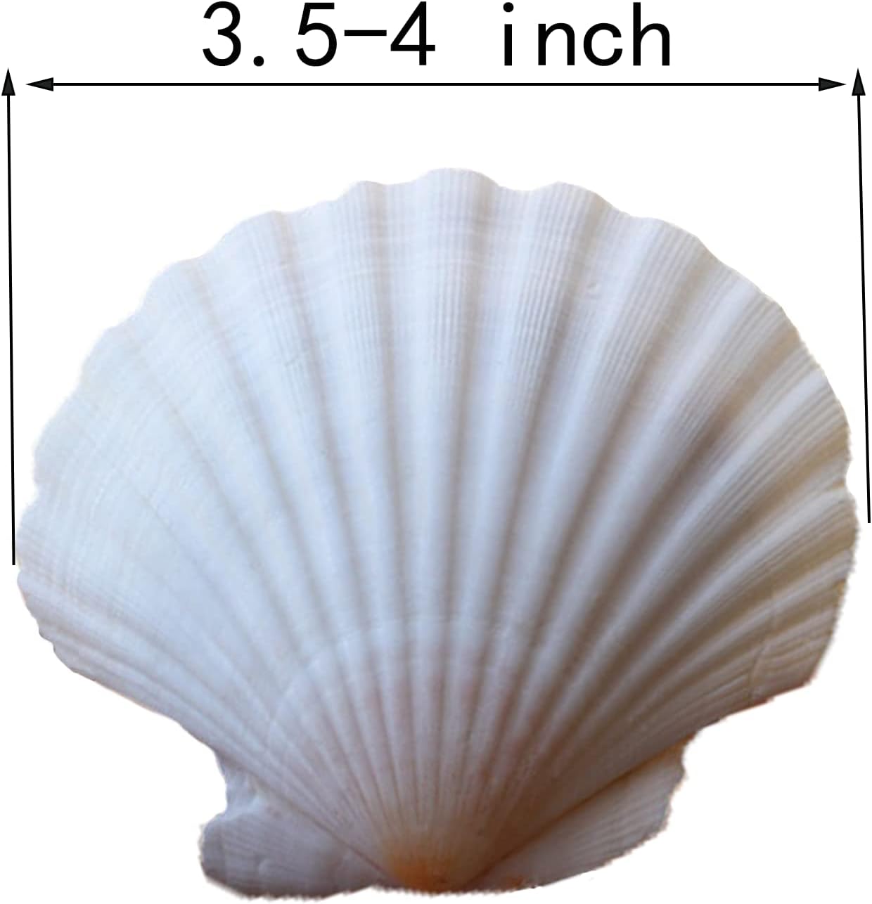 12 Pcs Sea Shells White Large Scallop Shells for Baking Cooking, Big Natural Clam Seashells for DIY Crafts Seashell Beach Decorating for Home Decor(3.5-4inch)