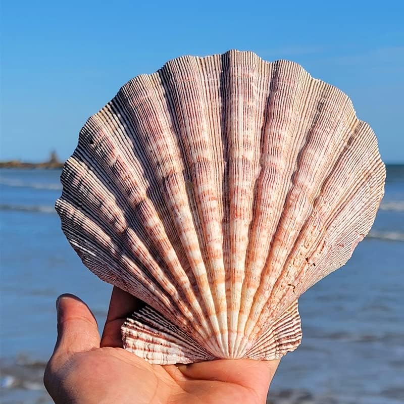 2 PCS Large Great Orange Lions Paw Scallop 5-6" Shells for Baking Smudging Craft Beach Decor. Ocean Beach Seashells Perfect for Home Decoration, Art Craft, Vase Filler Fish Tank