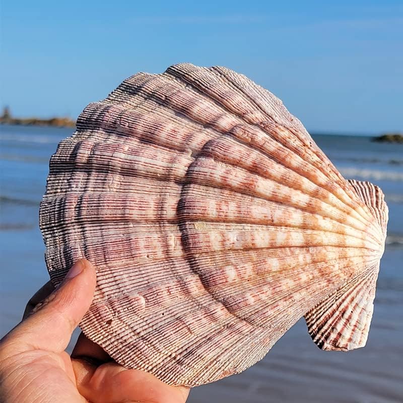 4 Pcs Polished Large Great Scallop Sea Shells 5~6 Inch,Brown Lion's Paw Baking Shells,Ocean Beach Seashells Perfect for Home Decoration, Art Craft, Vase Filler Fish Tank