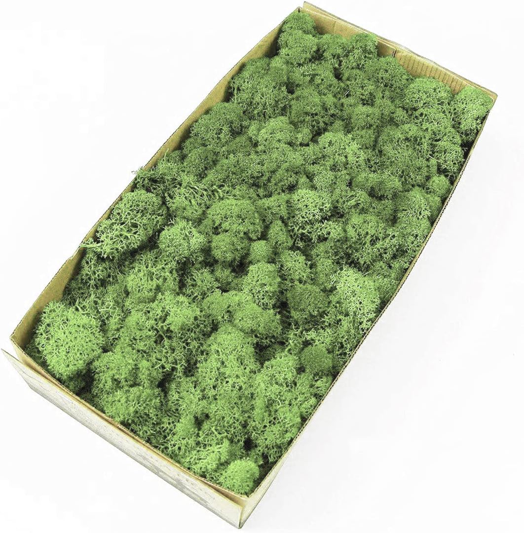 Preserved Reindeer Moss Natural Green DIY Kit Gardenning Art Wall Decor Florist Decor Easter Table Decor Wedding