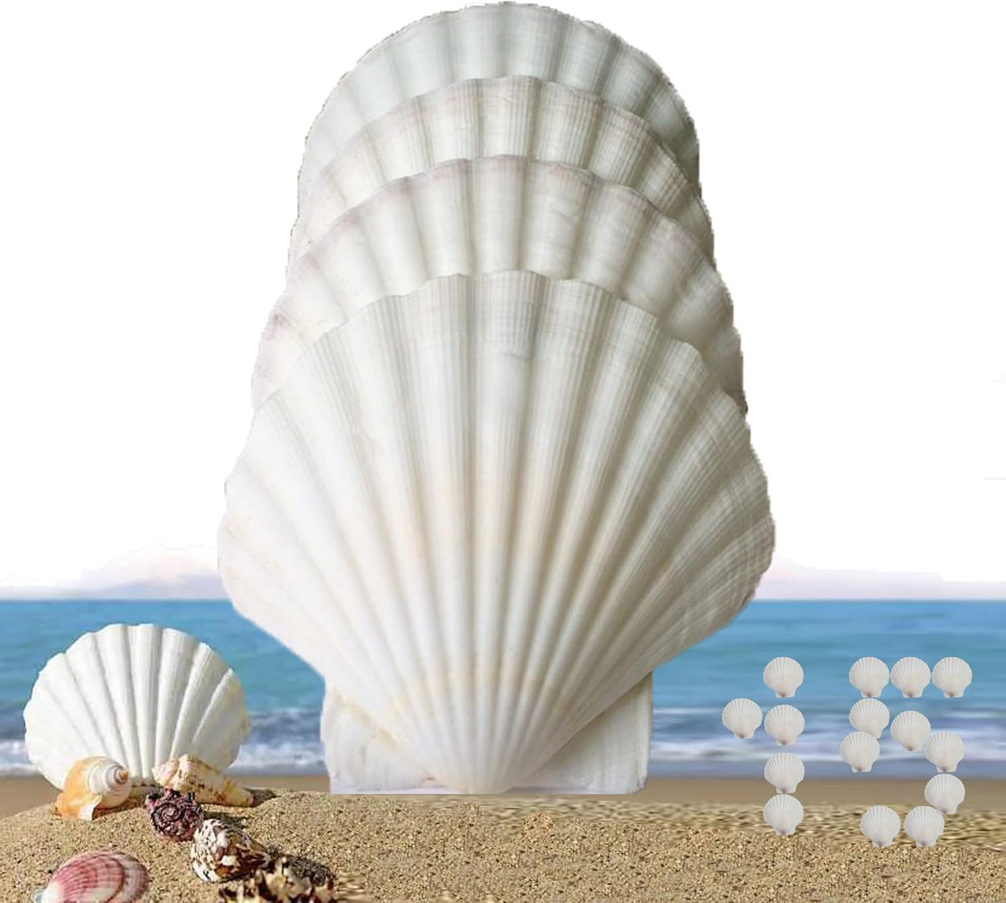 15 Pcs Sea Shells (3.1-3.5inch) White Large Scallop Shells for Baking Cooking, Big Natural Clam Seashells for DIY Crafts Seashell Beach Decorating for Home Decor