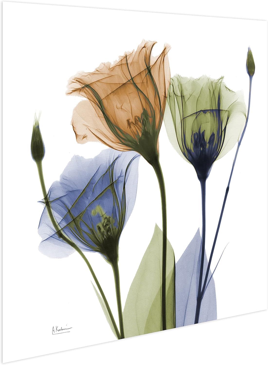 Empire Art Direct Frameless Free Floating Tempered Glass Panel Graphic Wall Art Ready to Hang, 24" x 24", Gentian Buddies, Multi-color Flower