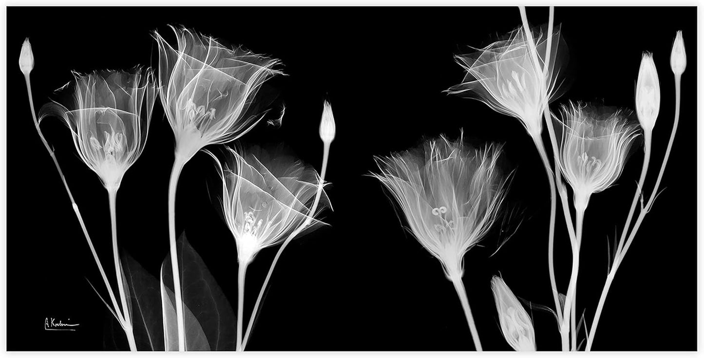 Empire Art Direct Frameless Free Floating Tempered Glass Panel Graphic Flower Wall Art Ready to Hang, 24" x 48", Gentian X-ray