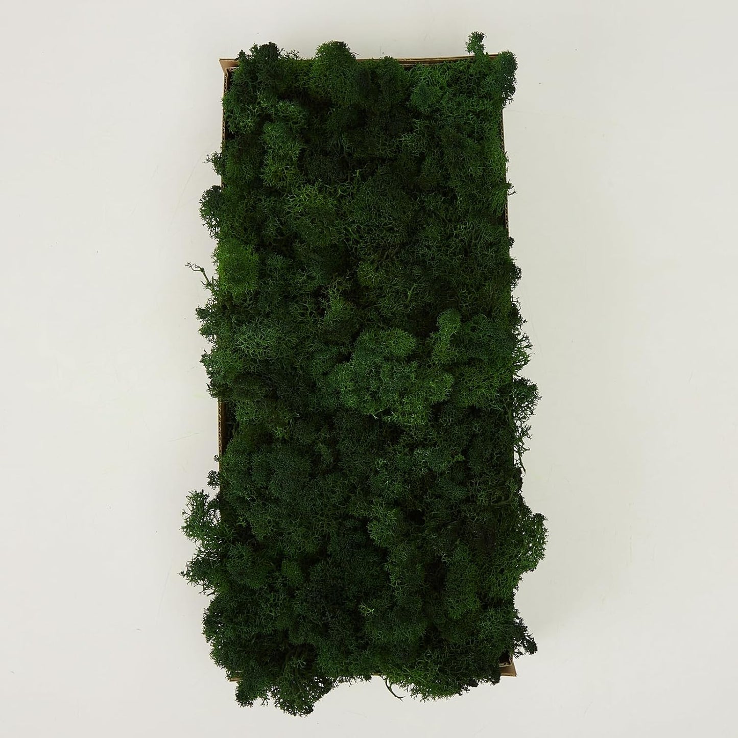 Preserved Reindeer Moss Natural Green DIY Kit Gardenning Art Wall Decor Florist Decor Easter Table Decor Wedding