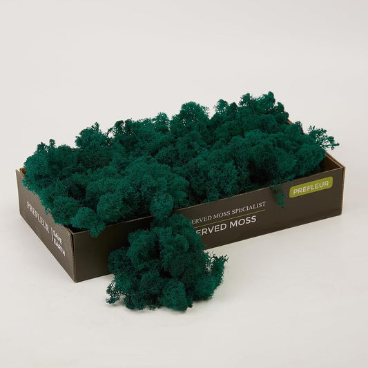 Preserved Reindeer Moss Natural Green DIY Kit Gardenning Art Wall Decor Florist Decor Easter Table Decor Wedding