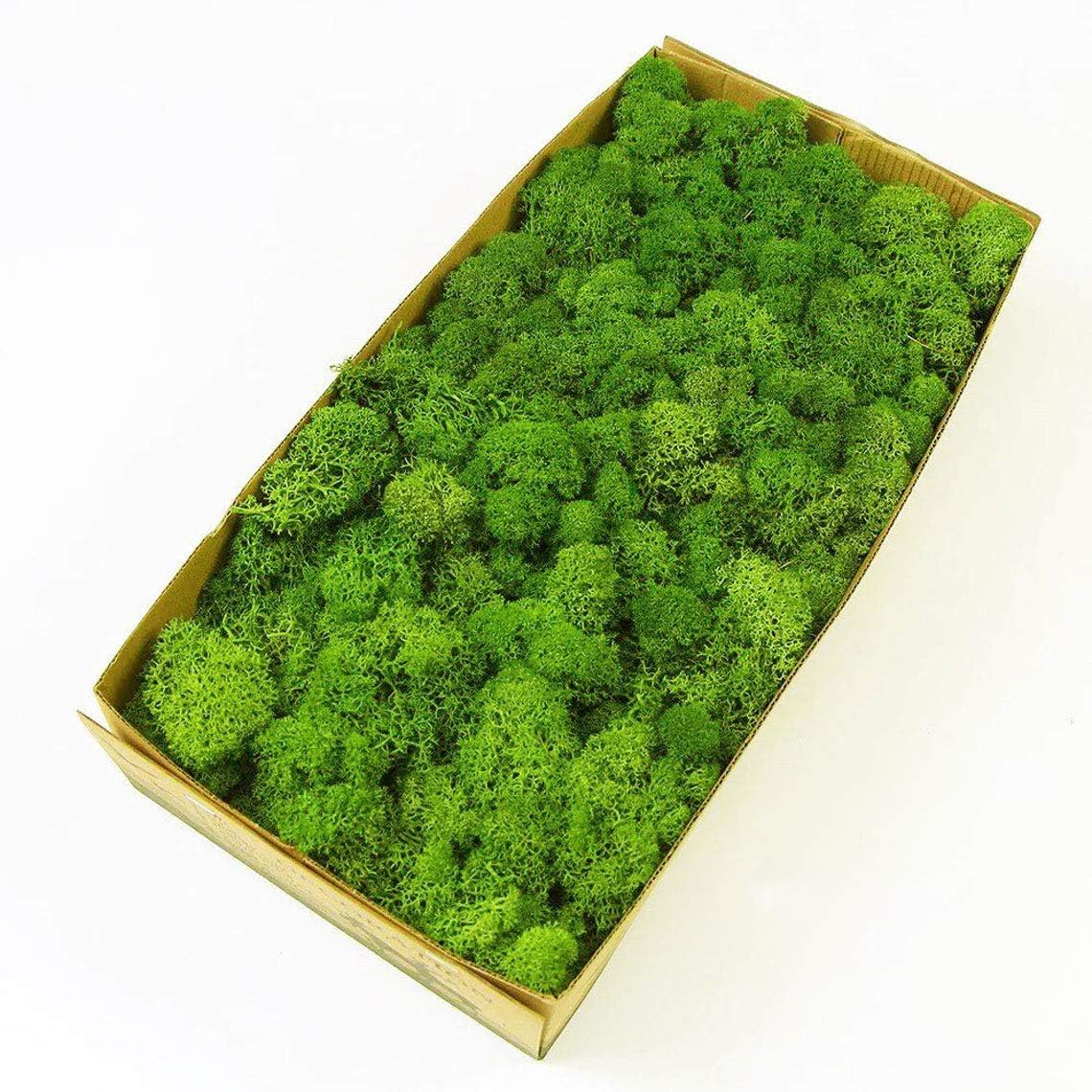 Preserved Reindeer Moss Natural Green DIY Kit Gardenning Art Wall Decor Florist Decor Easter Table Decor Wedding