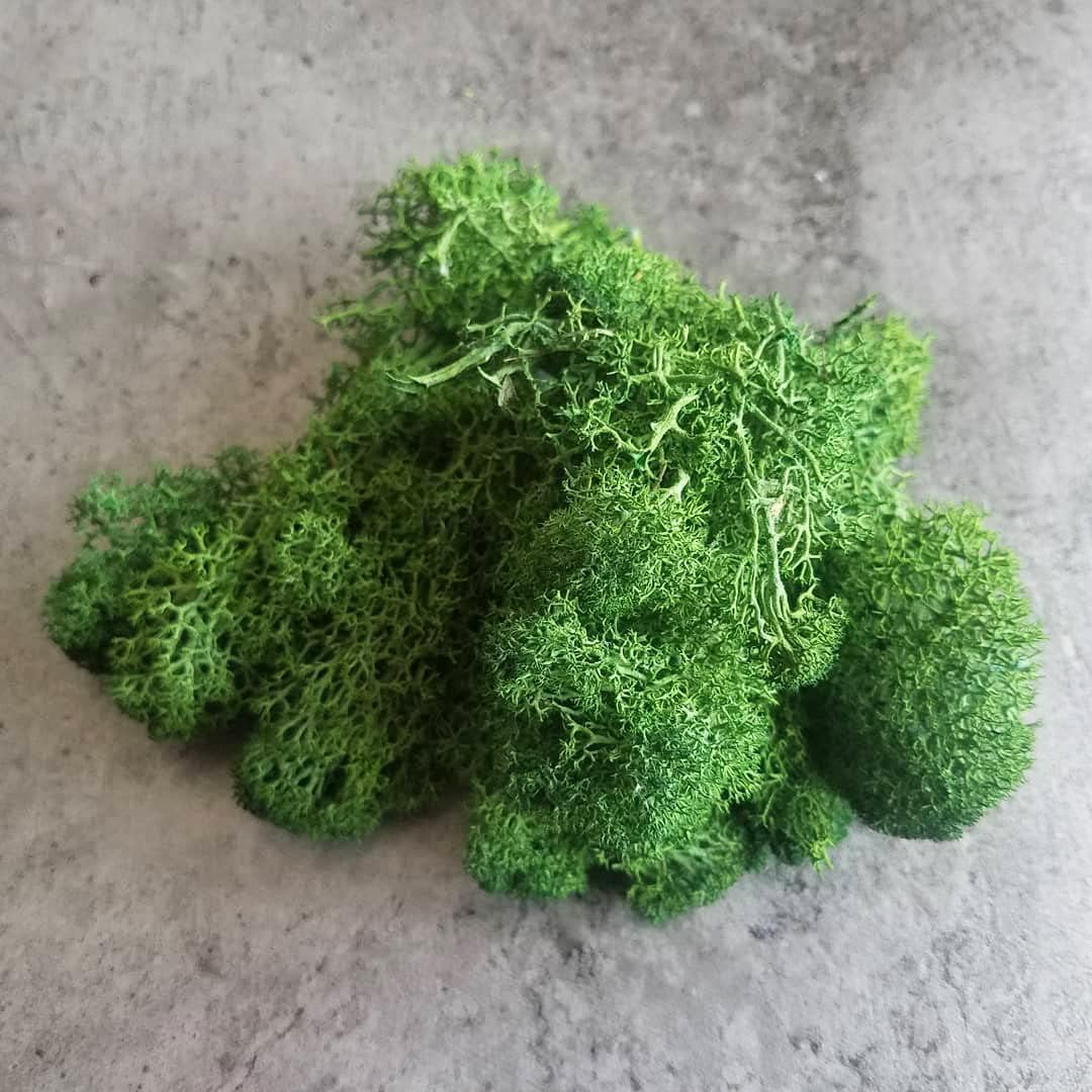 Preserved Reindeer Moss Natural Green DIY Kit Gardenning Art Wall Decor Florist Decor Easter Table Decor Wedding