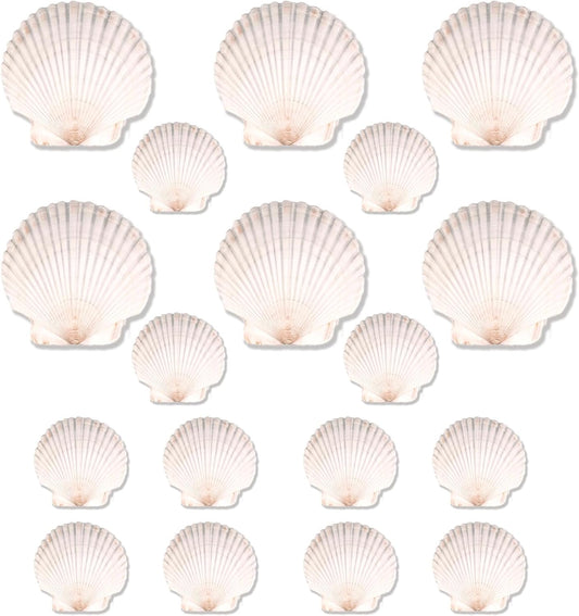 20PCS Natural Scallop Shells for Crafts & Baking - 6 Large (4-5in) & 14 Medium (2-3in) Seashells - DIY Painting, Beach Wedding Decor, Resin Art, Coastal Home Decoration, Party Centerpieces