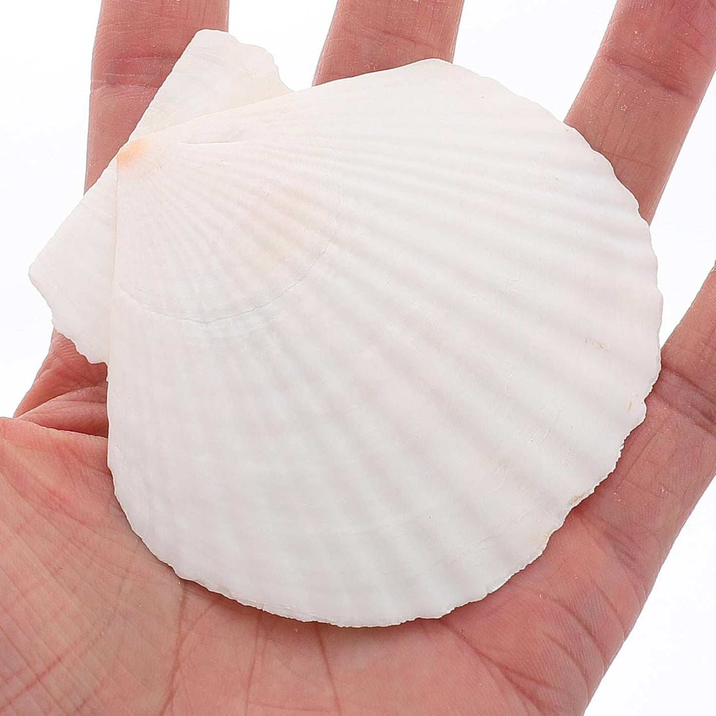 GLEAVI Scallop Shells for Crafts: 21pcs Natural Scallop Shells Bulk 3.14 Inch Sea Shell Decoration for Ocean Themed Parties and Home Decor