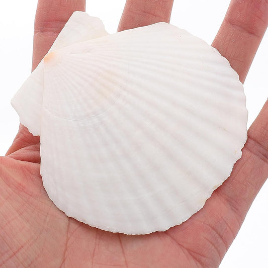 GLEAVI Scallop Shells for Crafts: 21pcs Natural Scallop Shells Bulk 3.14 Inch Sea Shell Decoration for Ocean Themed Parties and Home Decor