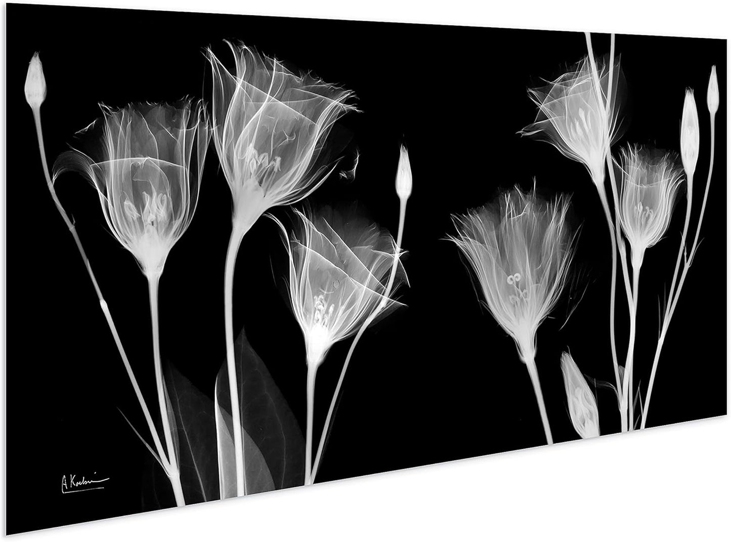 Empire Art Direct Frameless Free Floating Tempered Glass Panel Graphic Flower Wall Art Ready to Hang, 24" x 48", Gentian X-ray