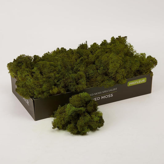 Preserved Reindeer Moss Natural Green DIY Kit Gardenning Art Wall Decor Florist Decor Easter Table Decor Wedding
