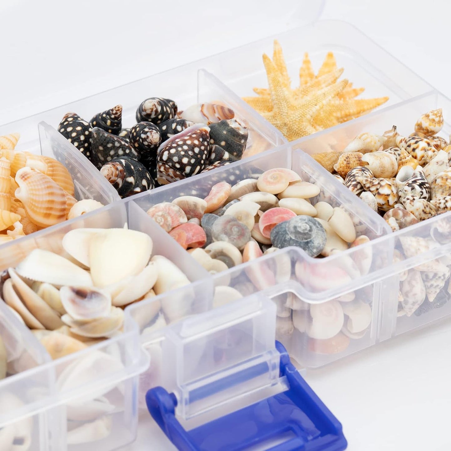 Premium Tiny Seashell Mix, Including Sea Shells, Sea Snails and Starfish Total 300+PCS (8 Kinds), Shells for Crafts Decorating Resin and Mosaics Projects DIY Crafts Home Decor Beach Themed Party