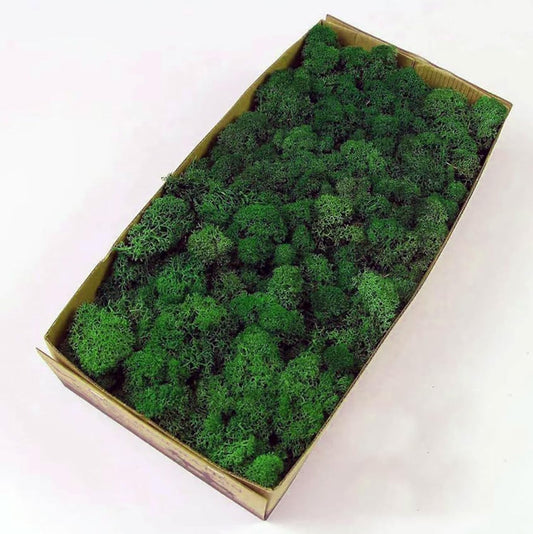 Preserved Reindeer Moss Natural Green DIY Kit Gardenning Art Wall Decor Florist Decor Easter Table Decor Wedding