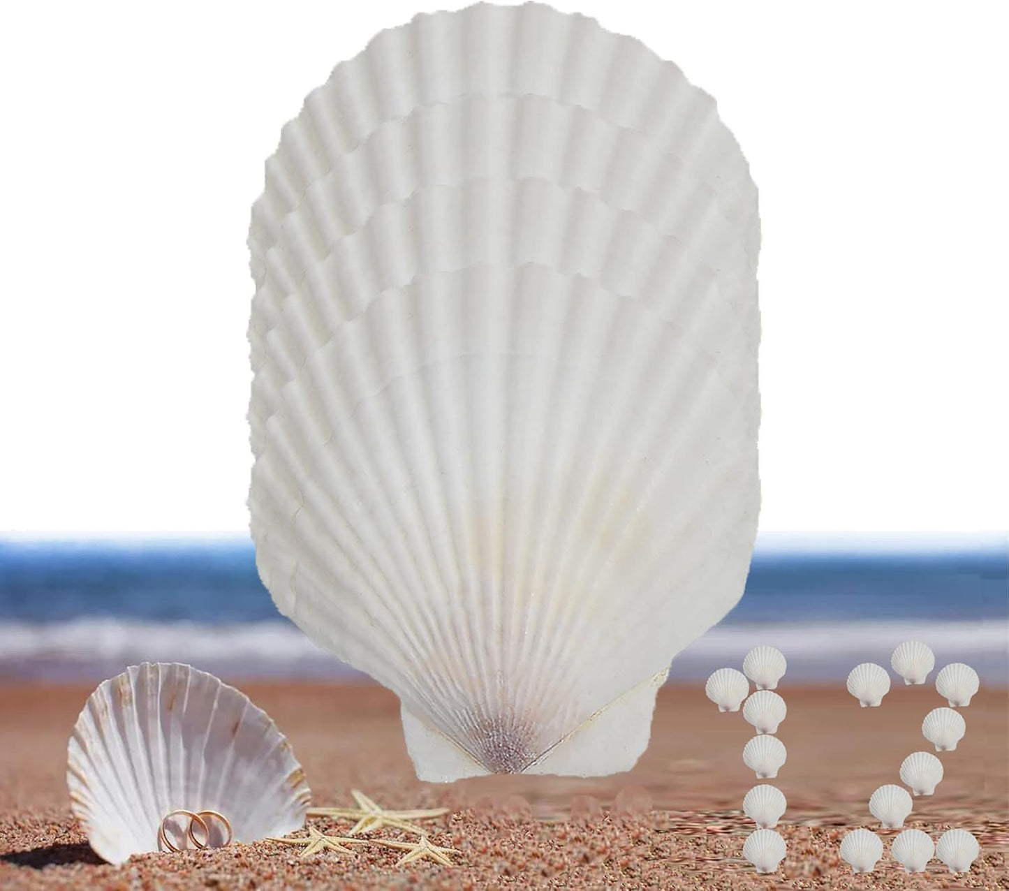12 Pcs Sea Shells White Large Scallop Shells for Baking Cooking, Big Natural Clam Seashells for DIY Crafts Seashell Beach Decorating for Home Decor(3.5-4inch)
