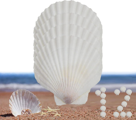 12 Pcs Sea Shells White Large Scallop Shells for Baking Cooking, Big Natural Clam Seashells for DIY Crafts Seashell Beach Decorating for Home Decor(3.5-4inch)