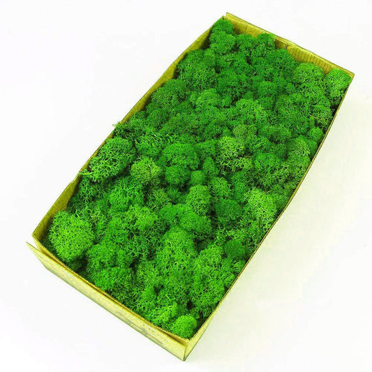 Preserved Reindeer Moss Natural Green DIY Kit Gardenning Art Wall Decor Florist Decor Easter Table Decor Wedding