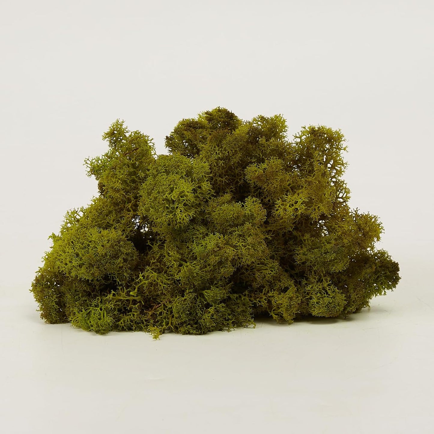 Preserved Reindeer Moss Natural Green DIY Kit Gardenning Art Wall Decor Florist Decor Easter Table Decor Wedding