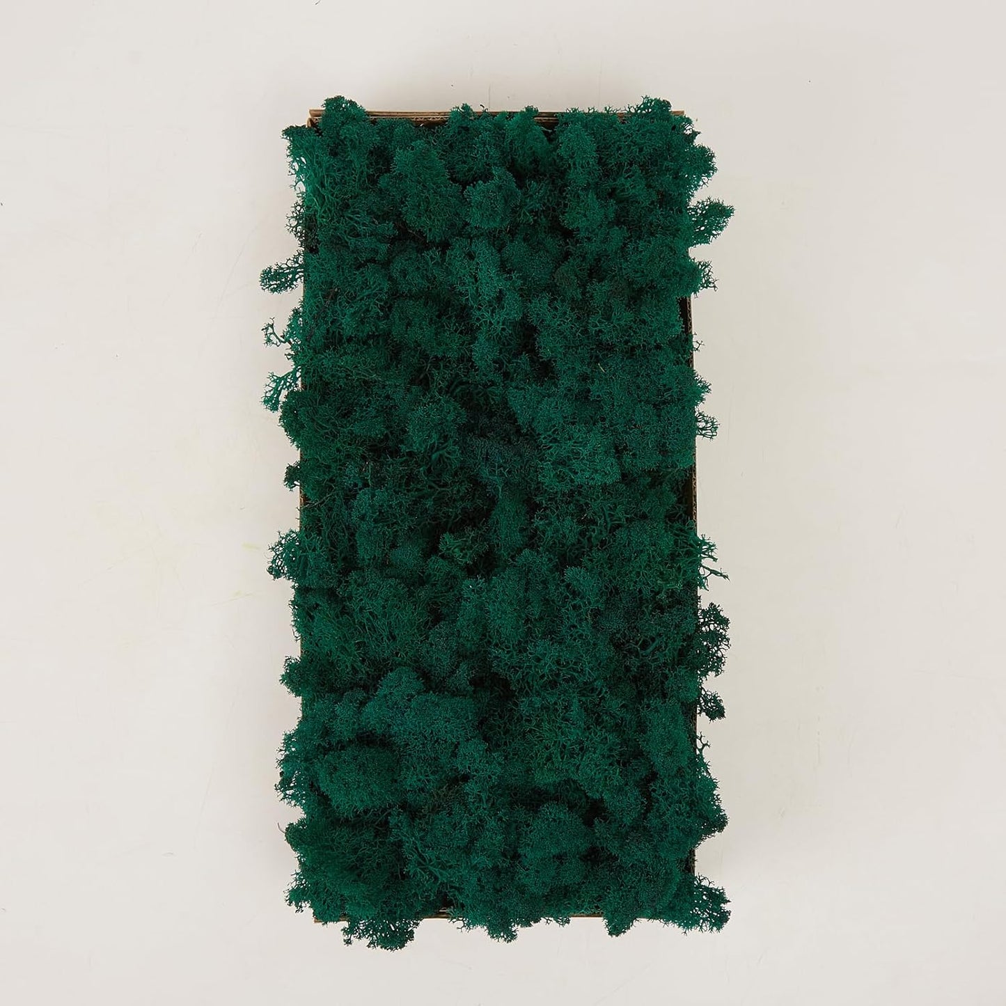 Preserved Reindeer Moss Natural Green DIY Kit Gardenning Art Wall Decor Florist Decor Easter Table Decor Wedding