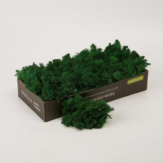 Preserved Reindeer Moss Natural Green DIY Kit Gardenning Art Wall Decor Florist Decor Easter Table Decor Wedding