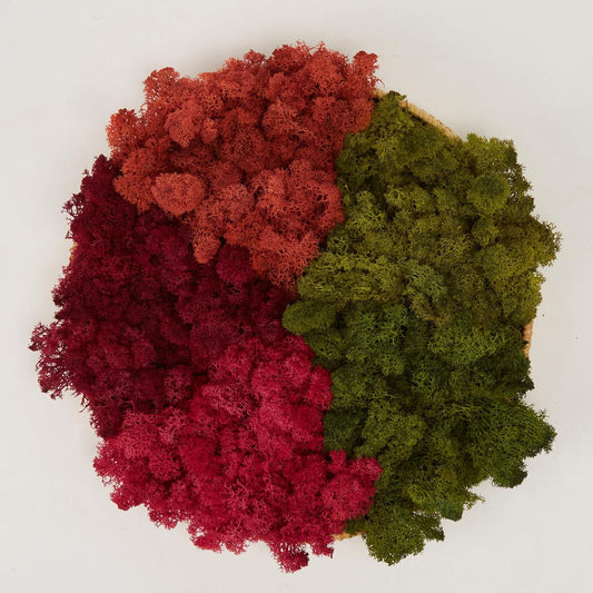 Preserved Reindeer Moss Natural Green DIY Kit Gardenning Art Wall Decor Florist Decor Easter Table Decor Wedding