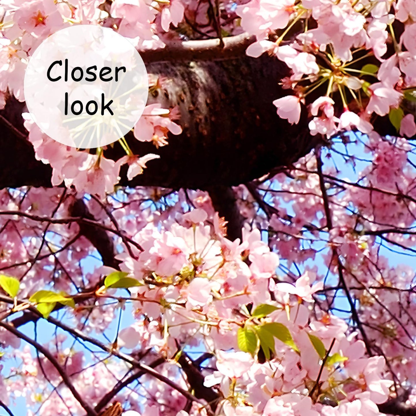 AFZEVEB-Pink Flower Wallpaper Natural Landscape Floral Wall Mural for Bedroom 114"x74"(Not Peel and Stick)