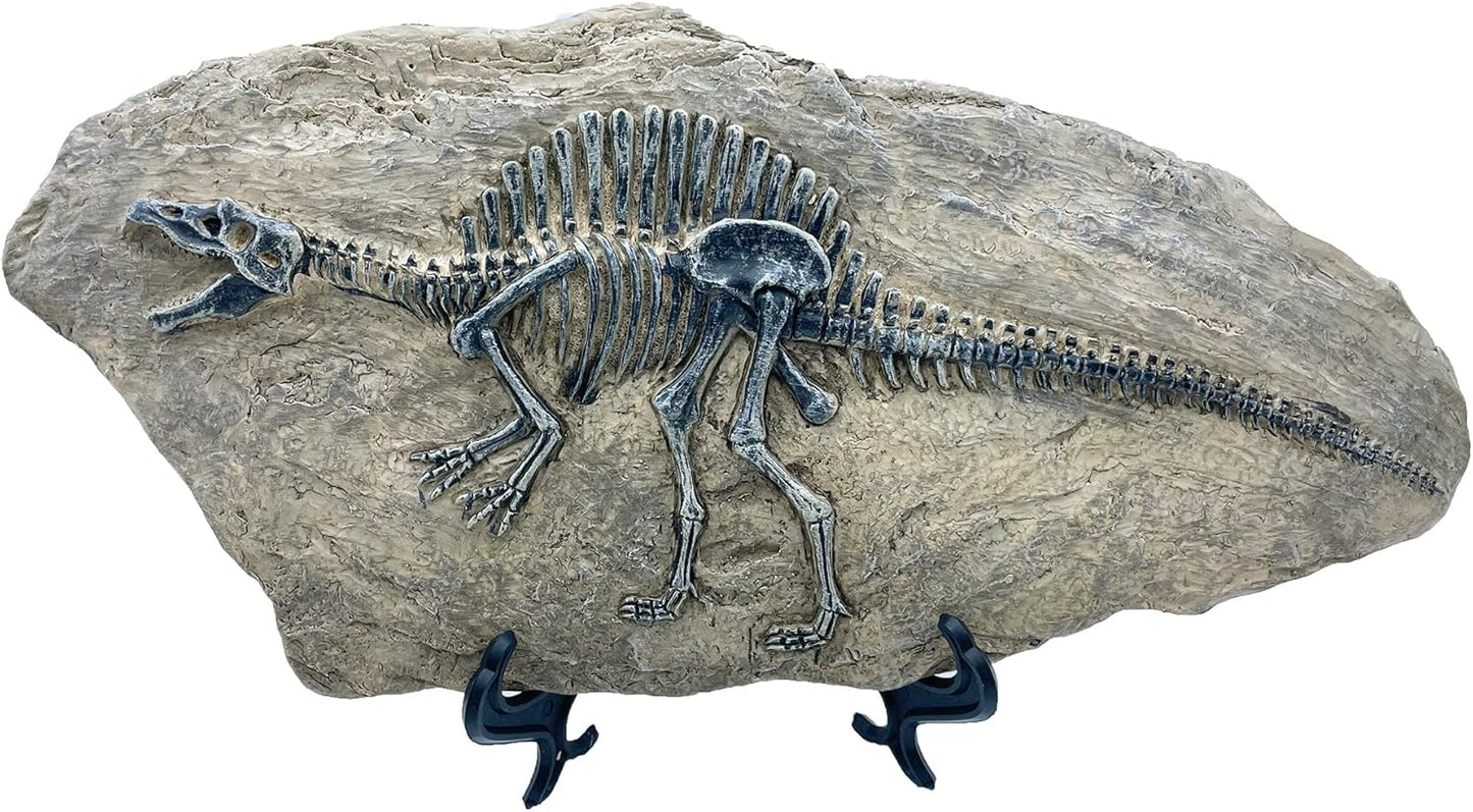 XINDAM Resin Spinosaurus Dinosaur Fossil Statue Model Simulated Skeleton Home Office Display Decorative Craft Box Decoration (Style 8)