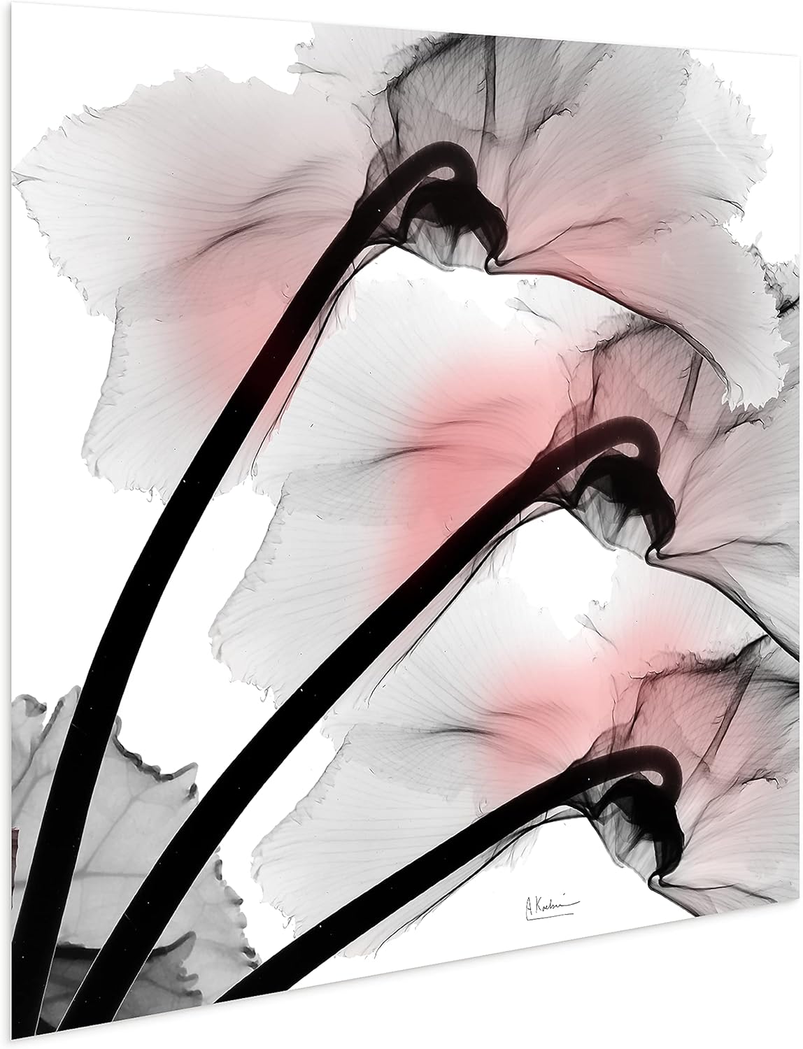 Empire Art Direct Frameless Free Floating Tempered Glass Panel Graphic Wall Art Ready to Hang, 24" x 24", Coral Luster Clycamen