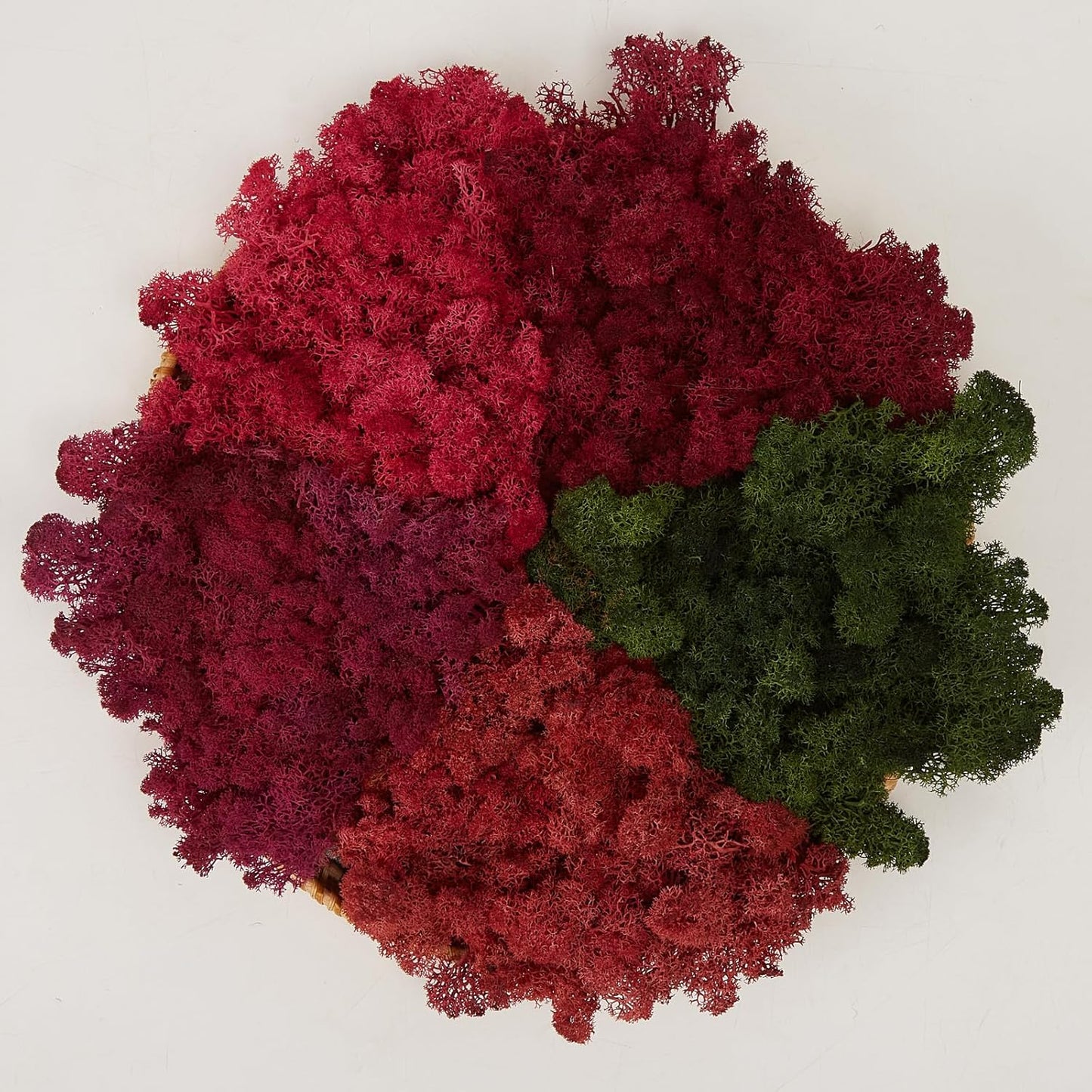 Preserved Reindeer Moss Natural Green DIY Kit Gardenning Art Wall Decor Florist Decor Easter Table Decor Wedding