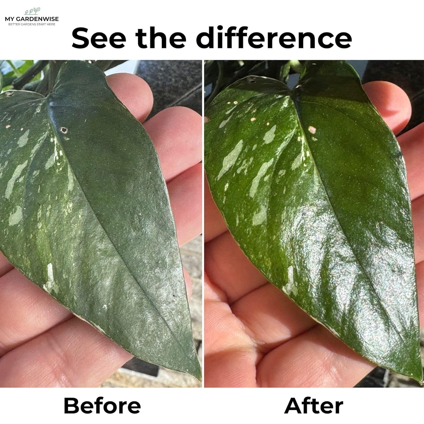 Leaf Shine Spray for Indoor Plants – Plant Leaf Cleaner & Shine for Real House Plants – Fragrance-Free, Non-Sticky, Streak-Free Finish, 8 fl oz