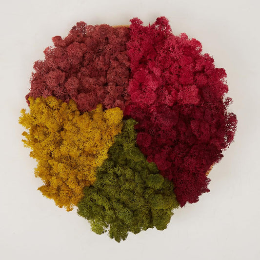 Preserved Reindeer Moss Natural Green DIY Kit Gardenning Art Wall Decor Florist Decor Easter Table Decor Wedding