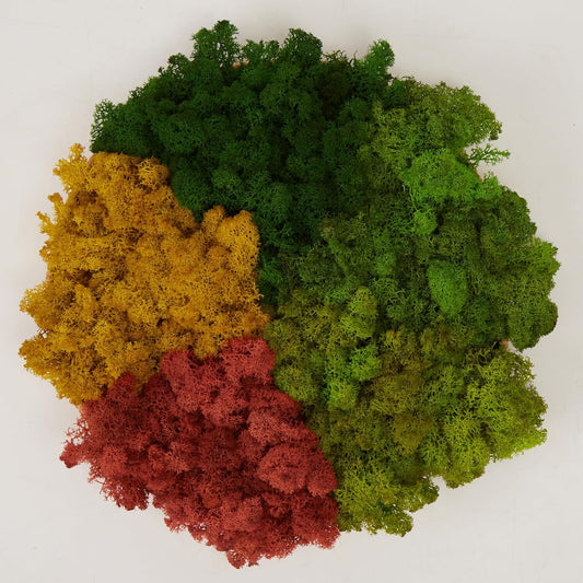 Preserved Reindeer Moss Natural Green DIY Kit Gardenning Art Wall Decor Florist Decor Easter Table Decor Wedding