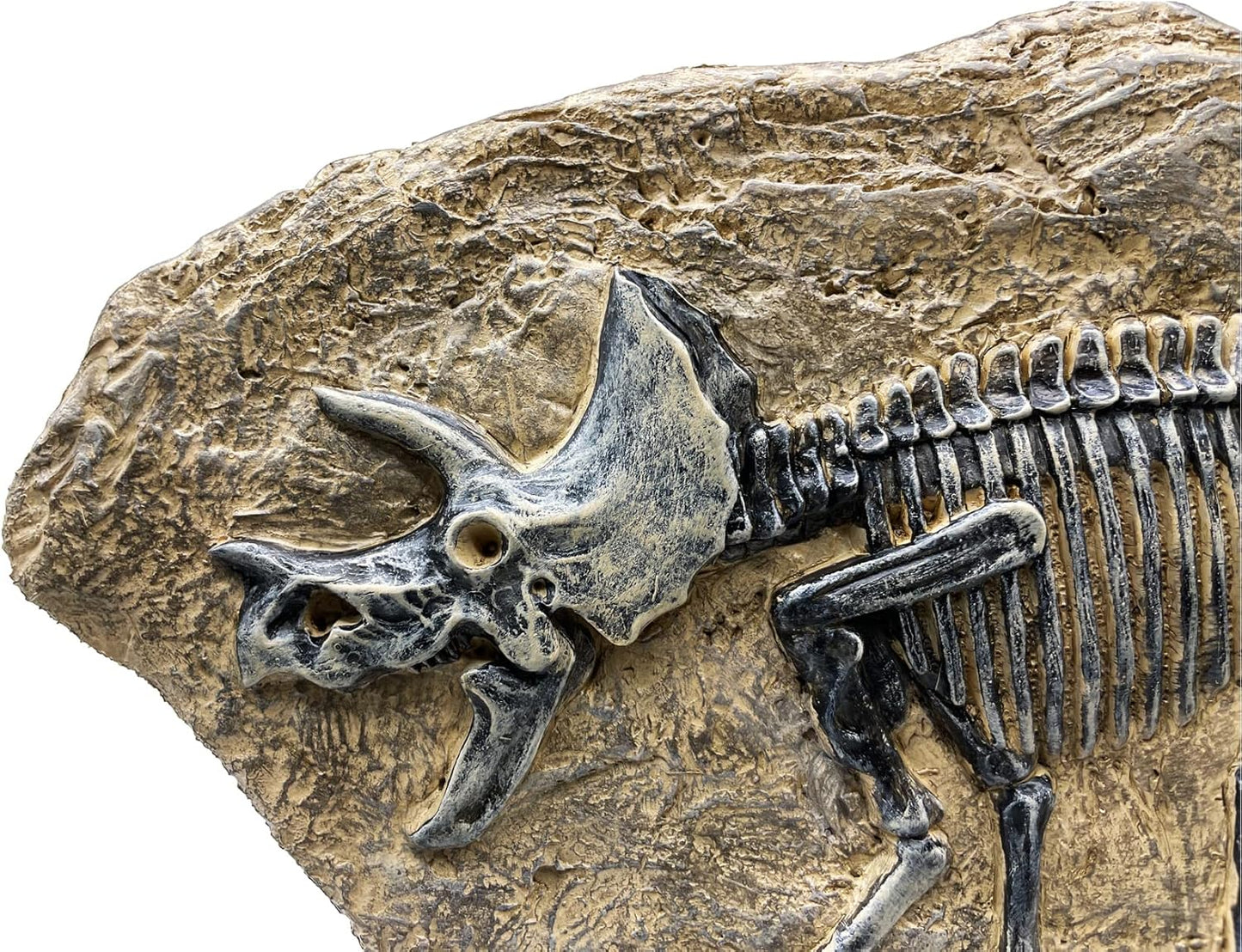 XINDAM Resin Triceratops Dinosaur Fossil Statue Model Simulated Skeleton Home Office Display Decorative Craft Box Decoration (Style 6)