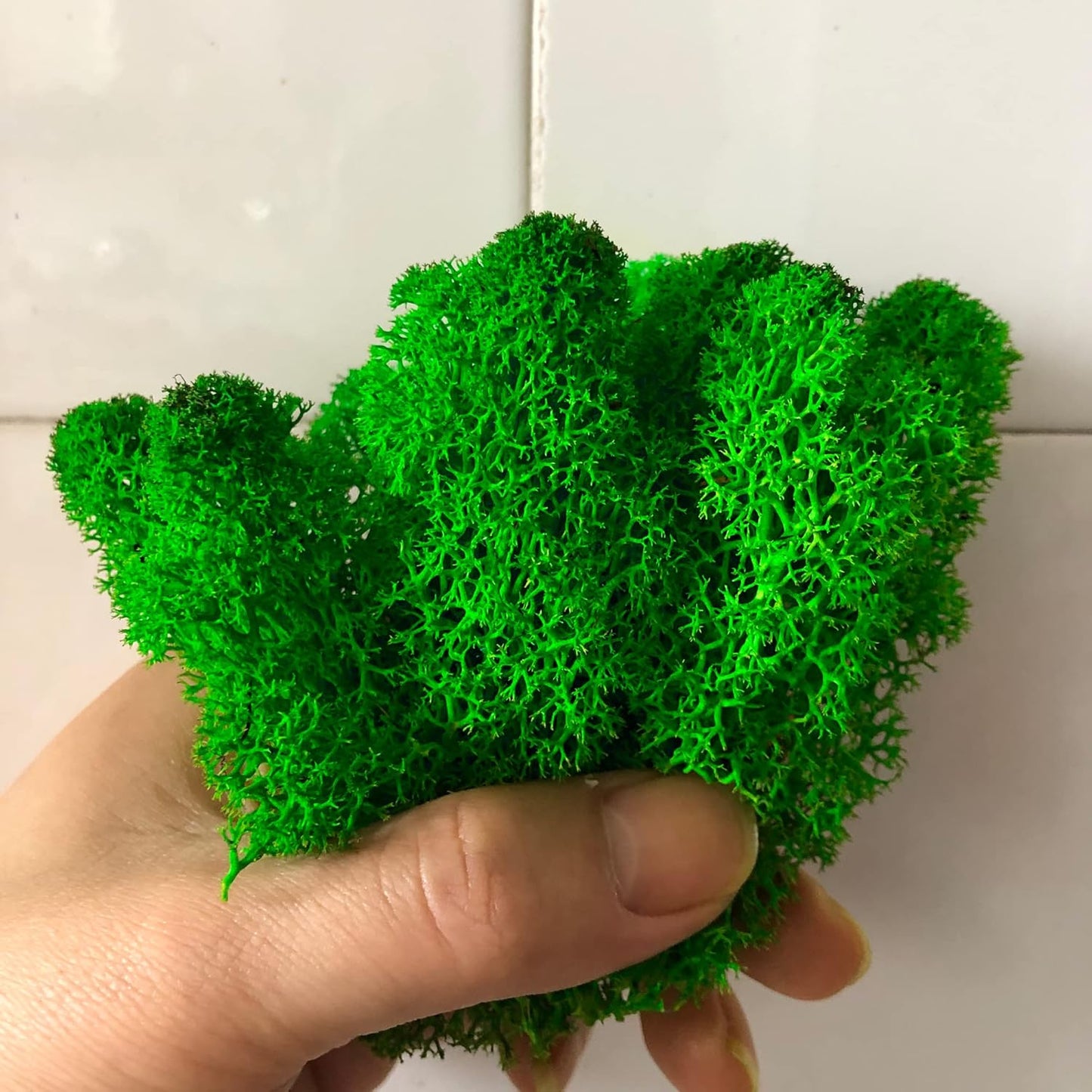 Preserved Reindeer Moss Natural Green DIY Kit Gardenning Art Wall Decor Florist Decor Easter Table Decor Wedding