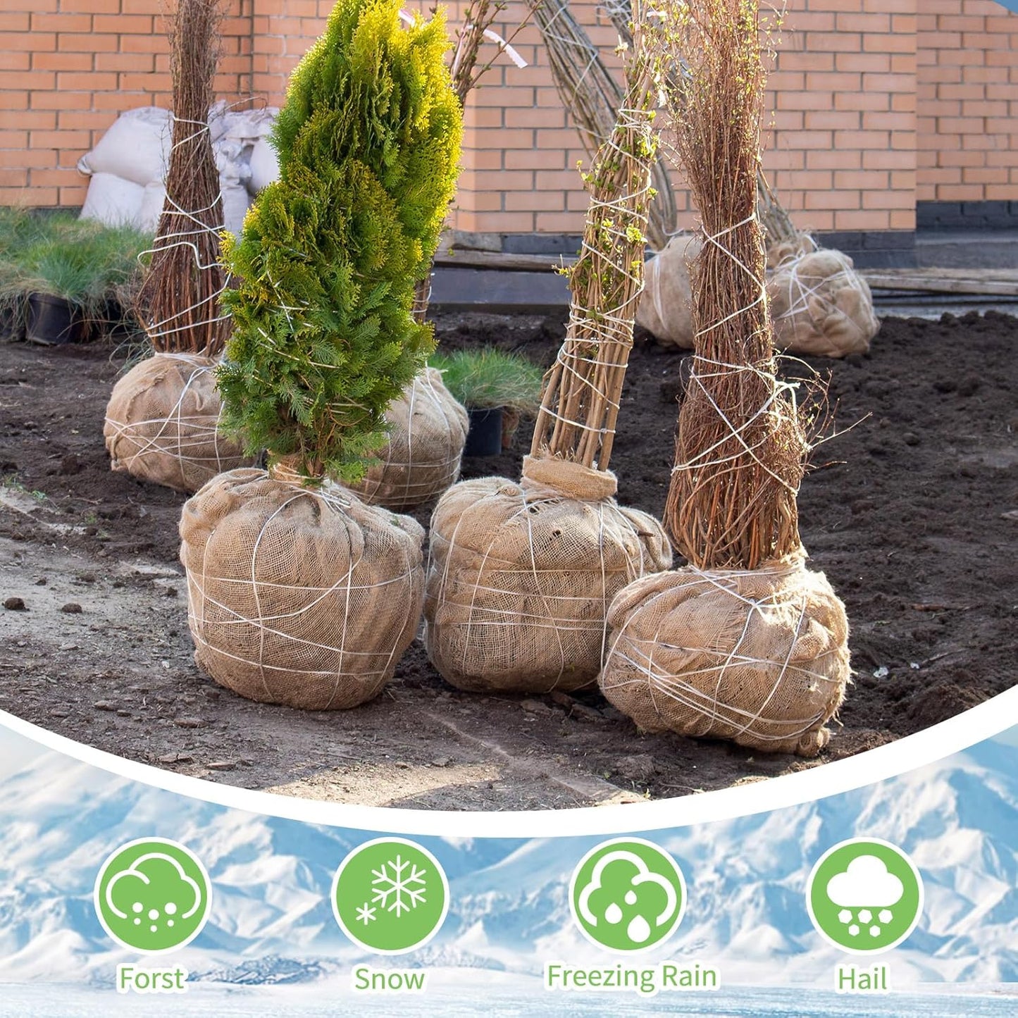 Garden Burlap Roll, 63" x 30 Feet Natural Jute Burlap Fabric Roll for Gardening Raised Bed Liners,Seed Cover,Edging,Weed Barrier,Aisle Runner Plant Cover Tree Protections (63" x 30 Feet)