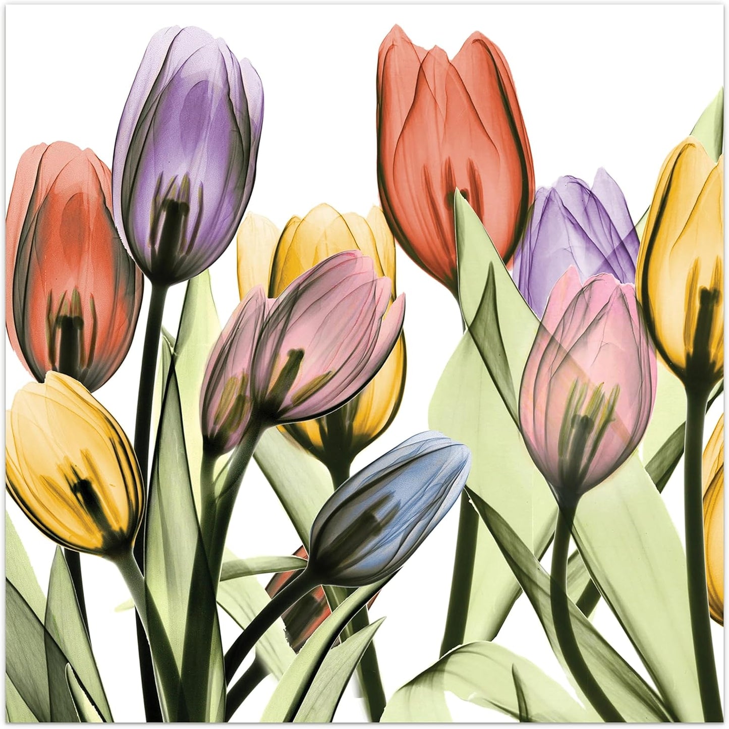 Empire Art Direct Frameless Free Floating Tempered Glass Panel Graphic Wall Art Ready to Hang, 24" x 24", Tulip Scape x-ray I