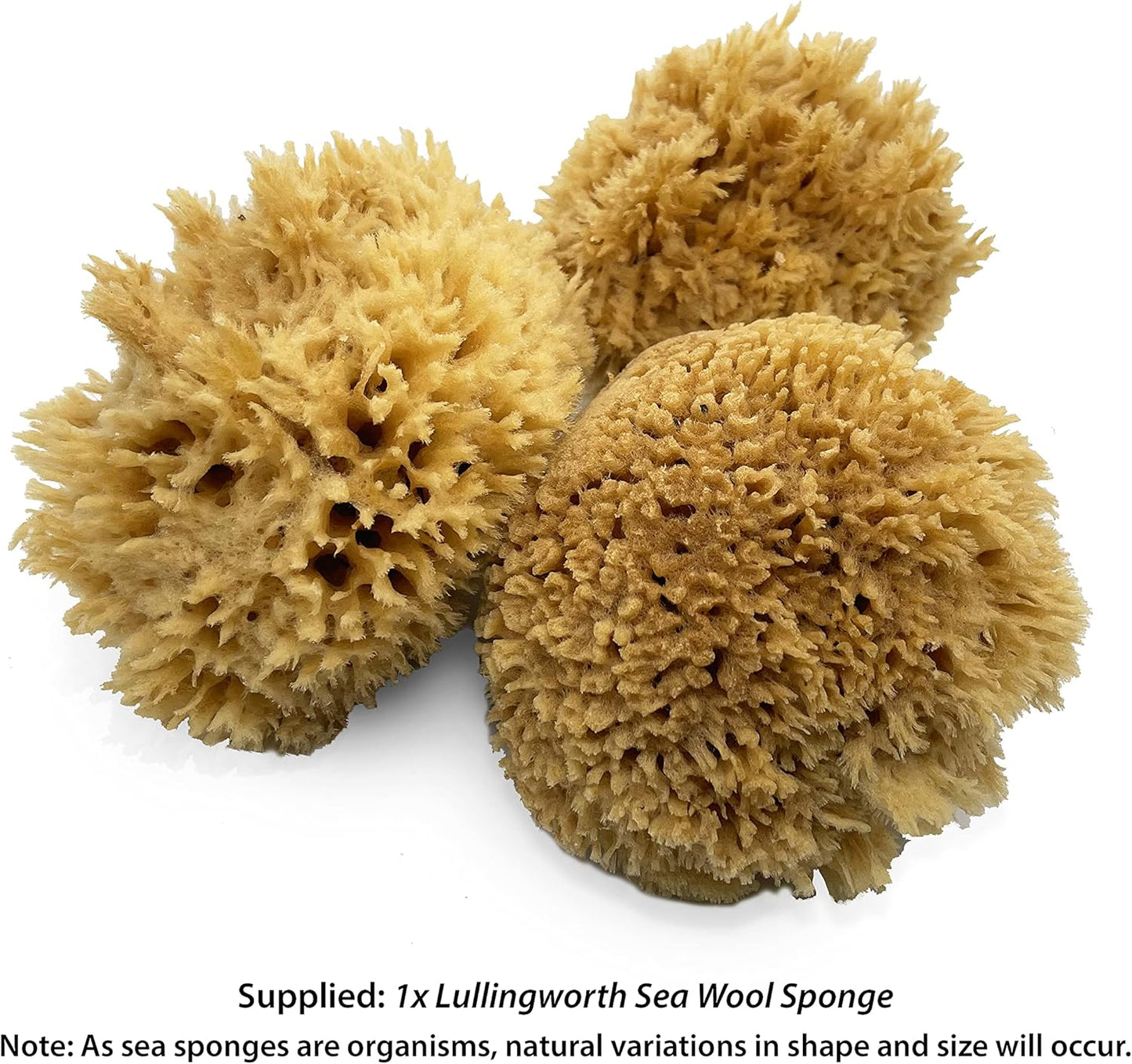 Natural Sea Wool Art Sponge: Premium Professional Grade 5"-6" Unbleached, Excellent for Painting, Decorating, Texturing, Sponging, Marbling Effects, Faux Finishes, Crafts & More by Lullingworth®